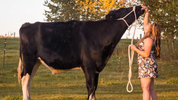 tallest-living-steer-header-212327