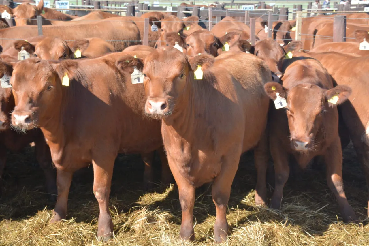 WhatsApp Image 2023-10-04 at 13.16.27 (1)