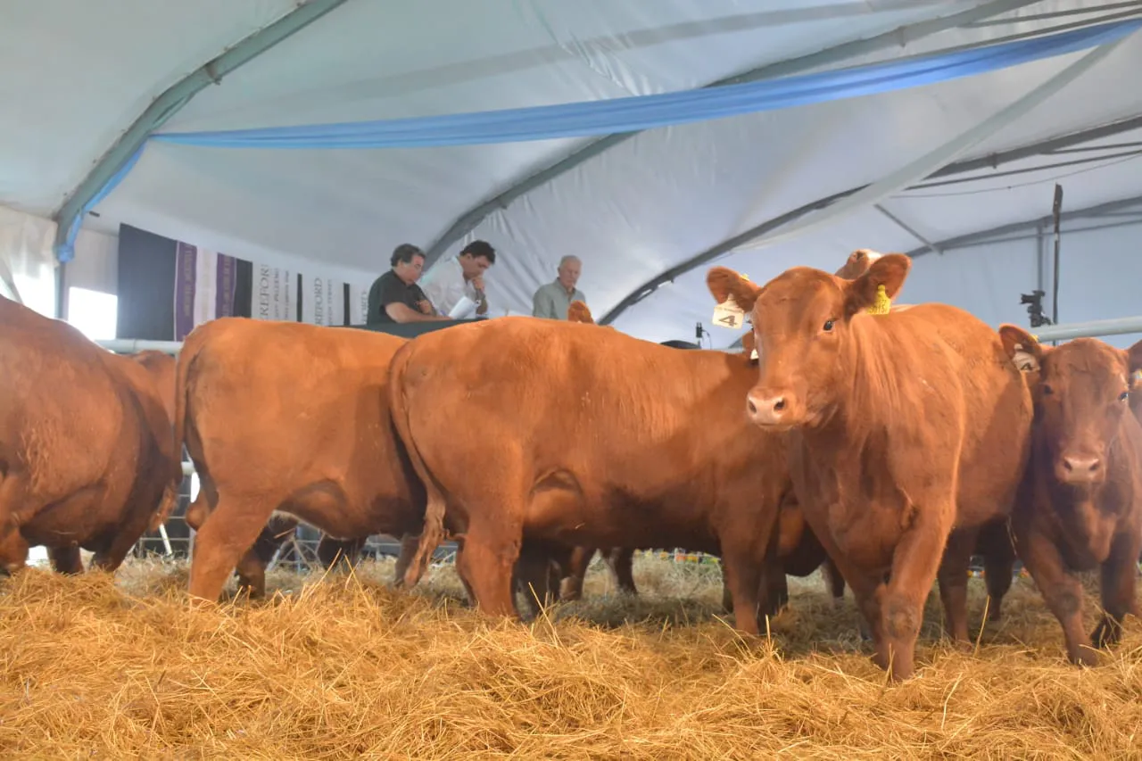 WhatsApp Image 2023-10-04 at 17.22.43