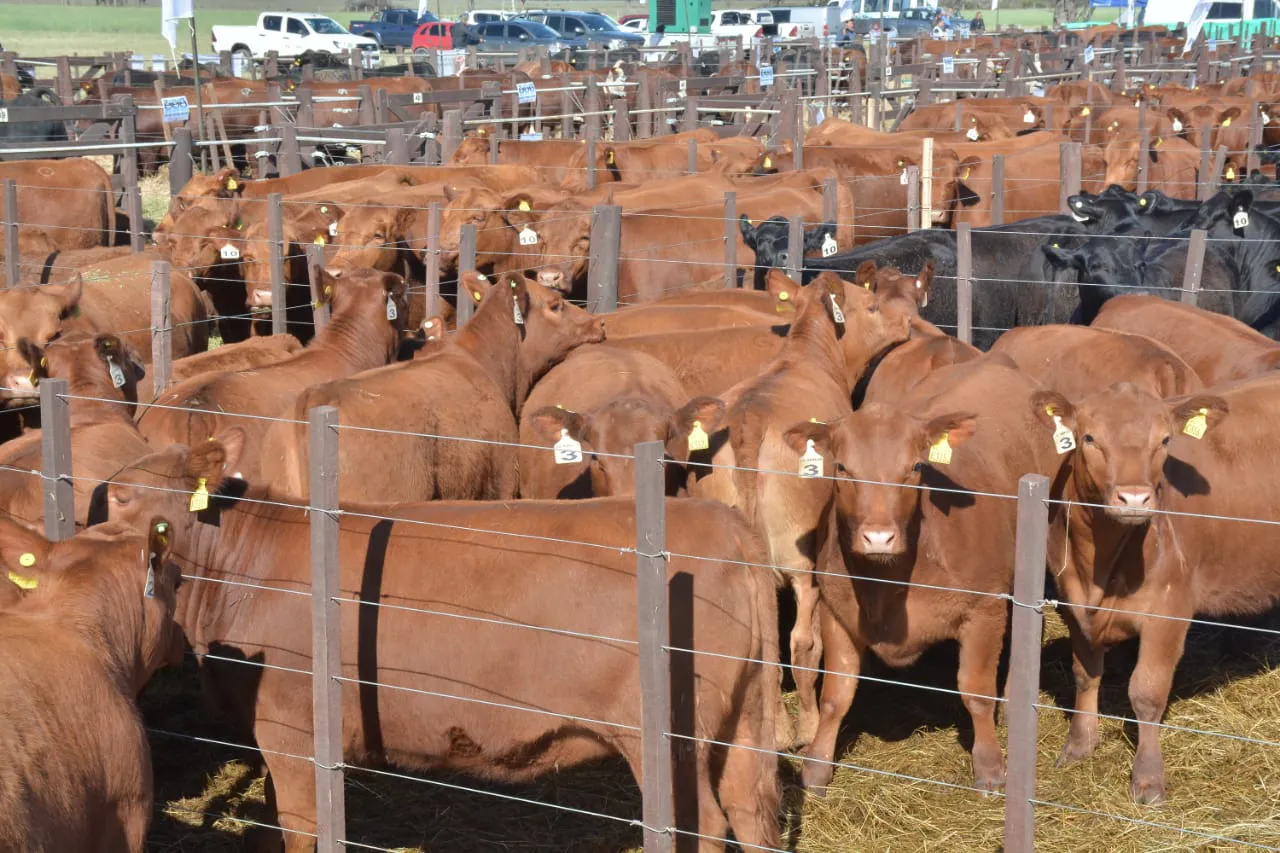 WhatsApp Image 2023-10-04 at 13.16.27