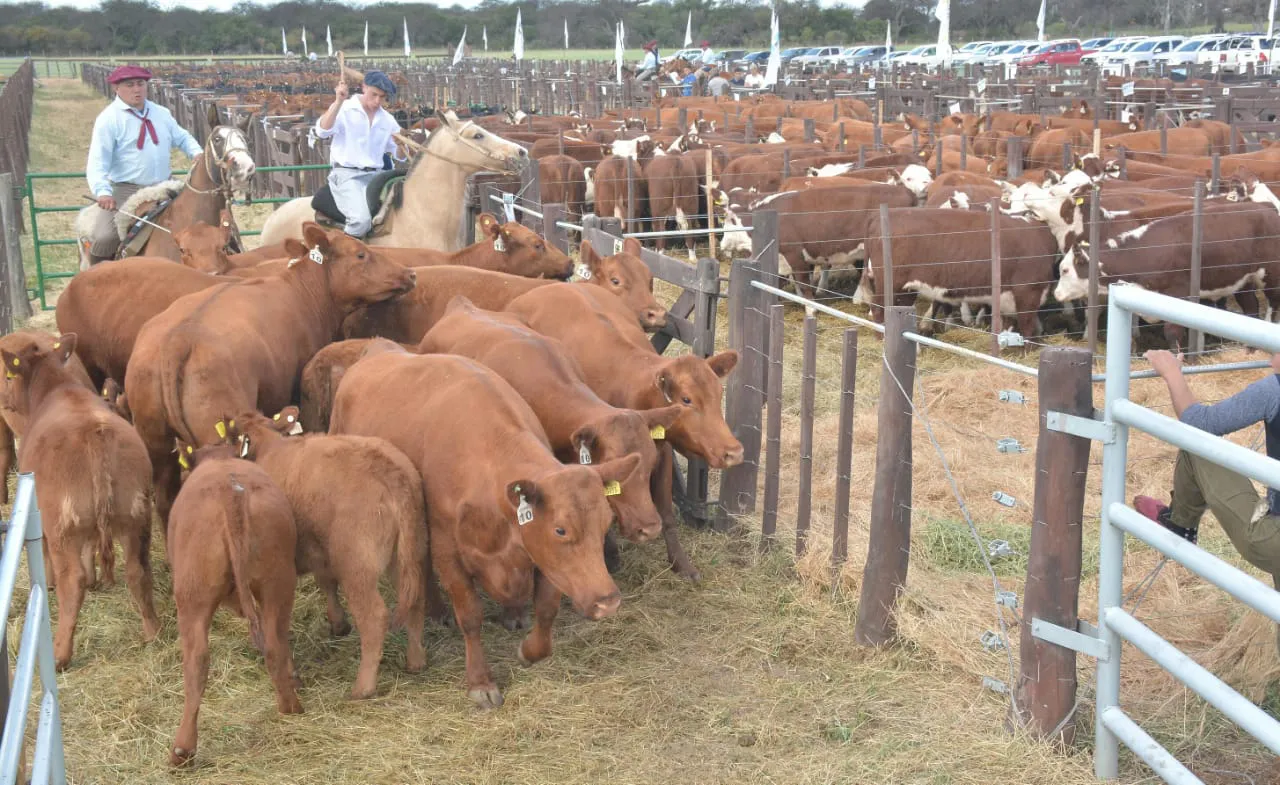 WhatsApp Image 2023-10-04 at 17.23.23