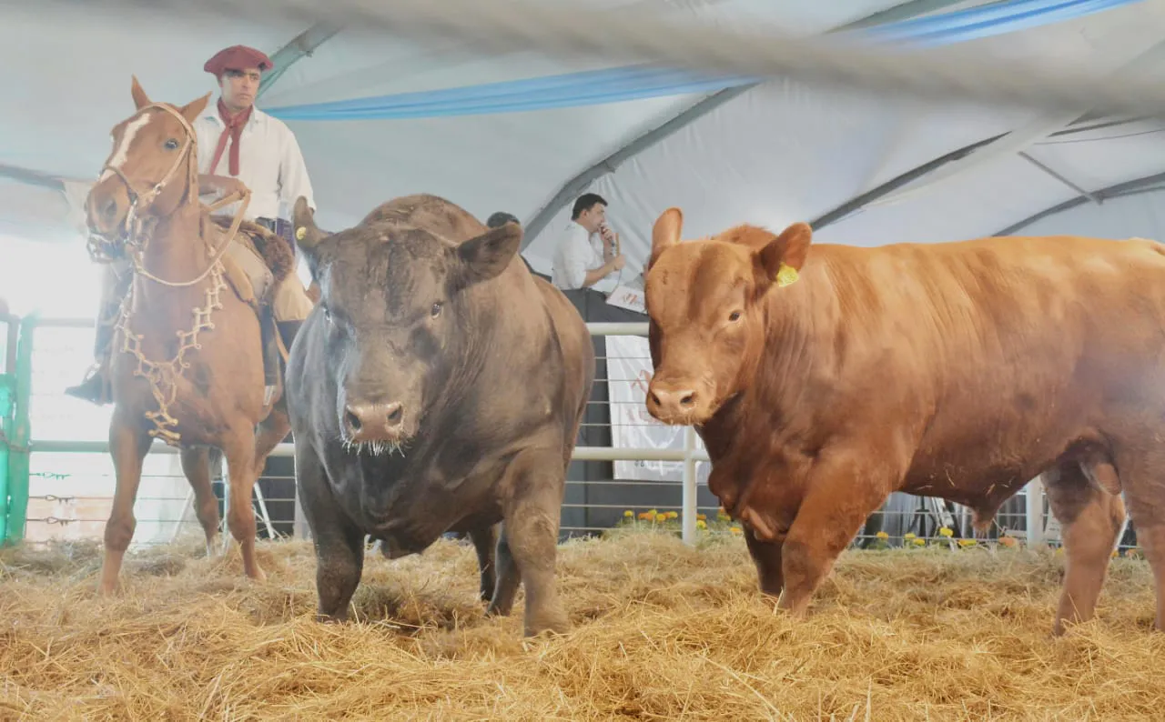 WhatsApp Image 2023-10-04 at 17.21.40