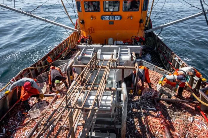 langostinos pesca