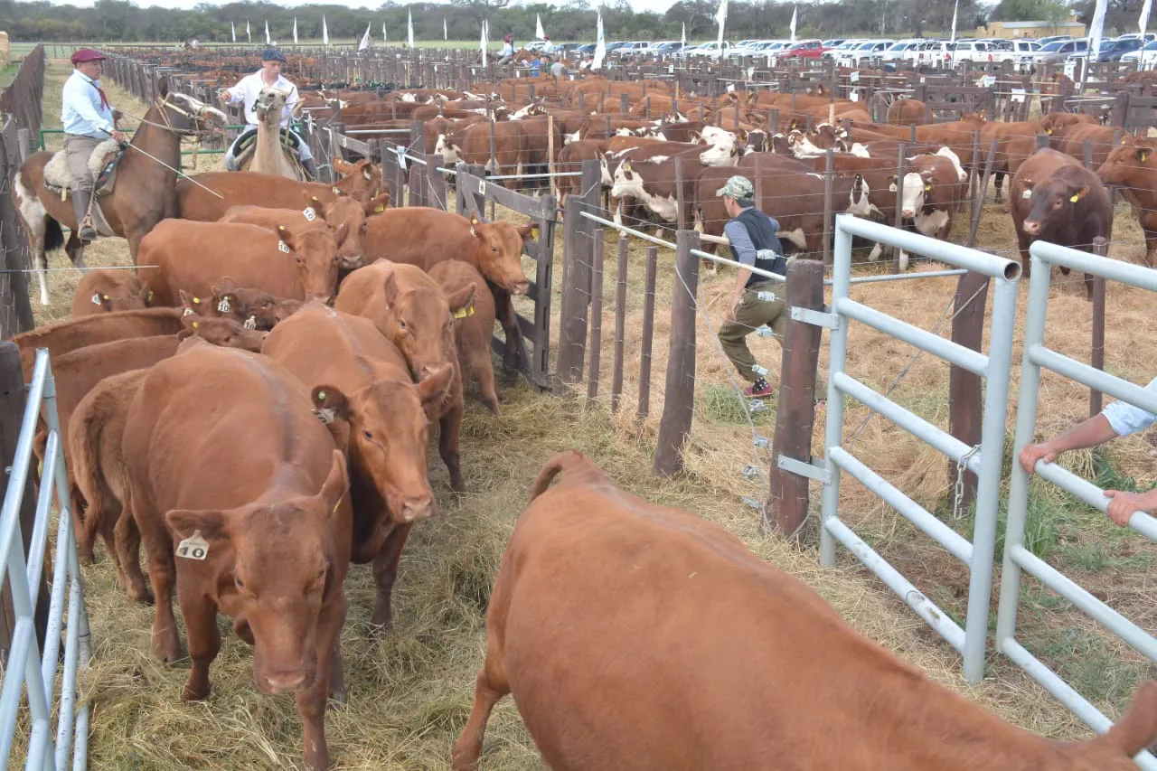 WhatsApp Image 2023-10-04 at 17.23.15