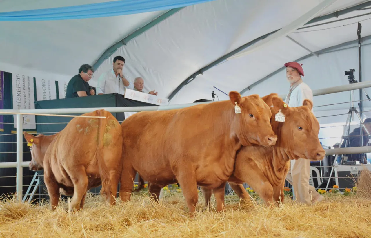 WhatsApp Image 2023-10-04 at 17.24.22