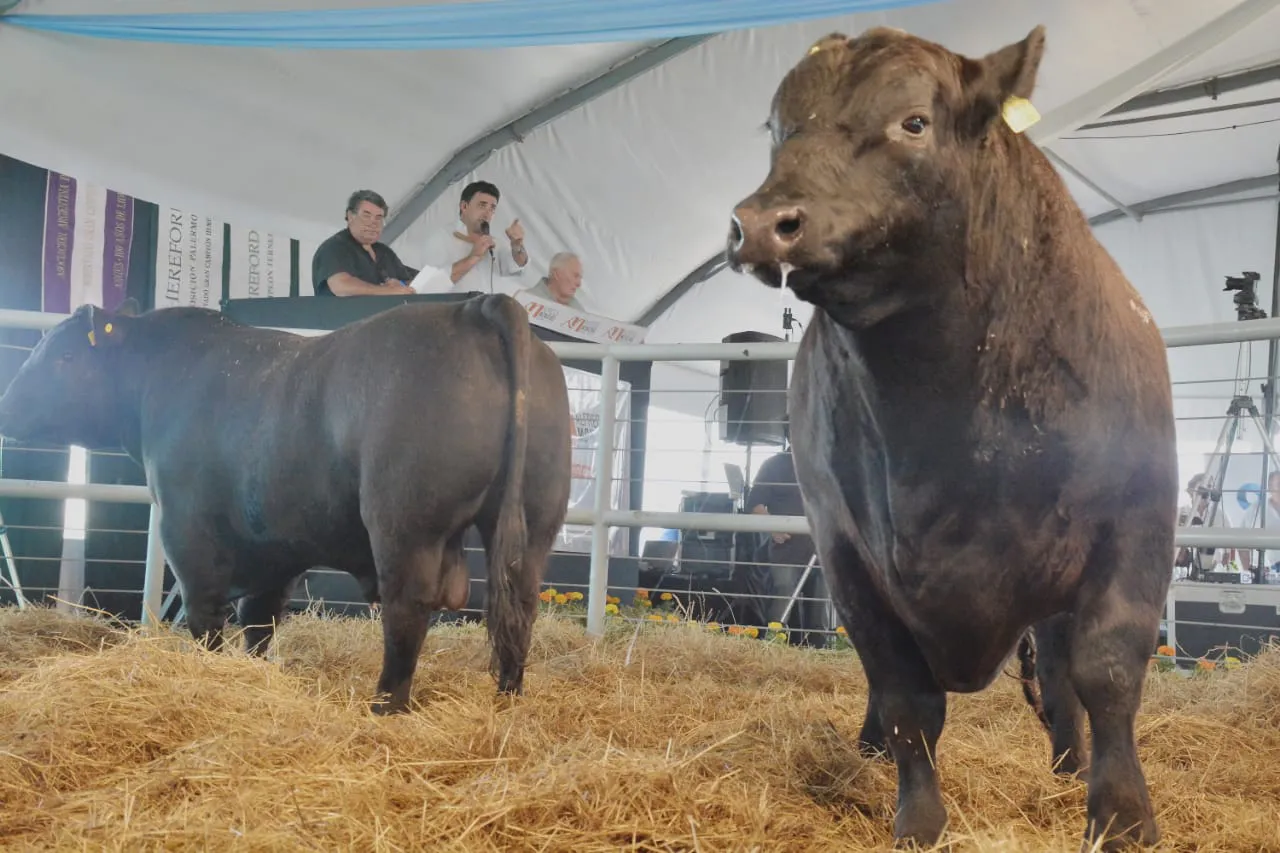 WhatsApp Image 2023-10-04 at 17.21.38