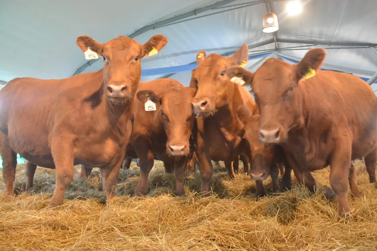 WhatsApp Image 2023-10-04 at 17.22.34