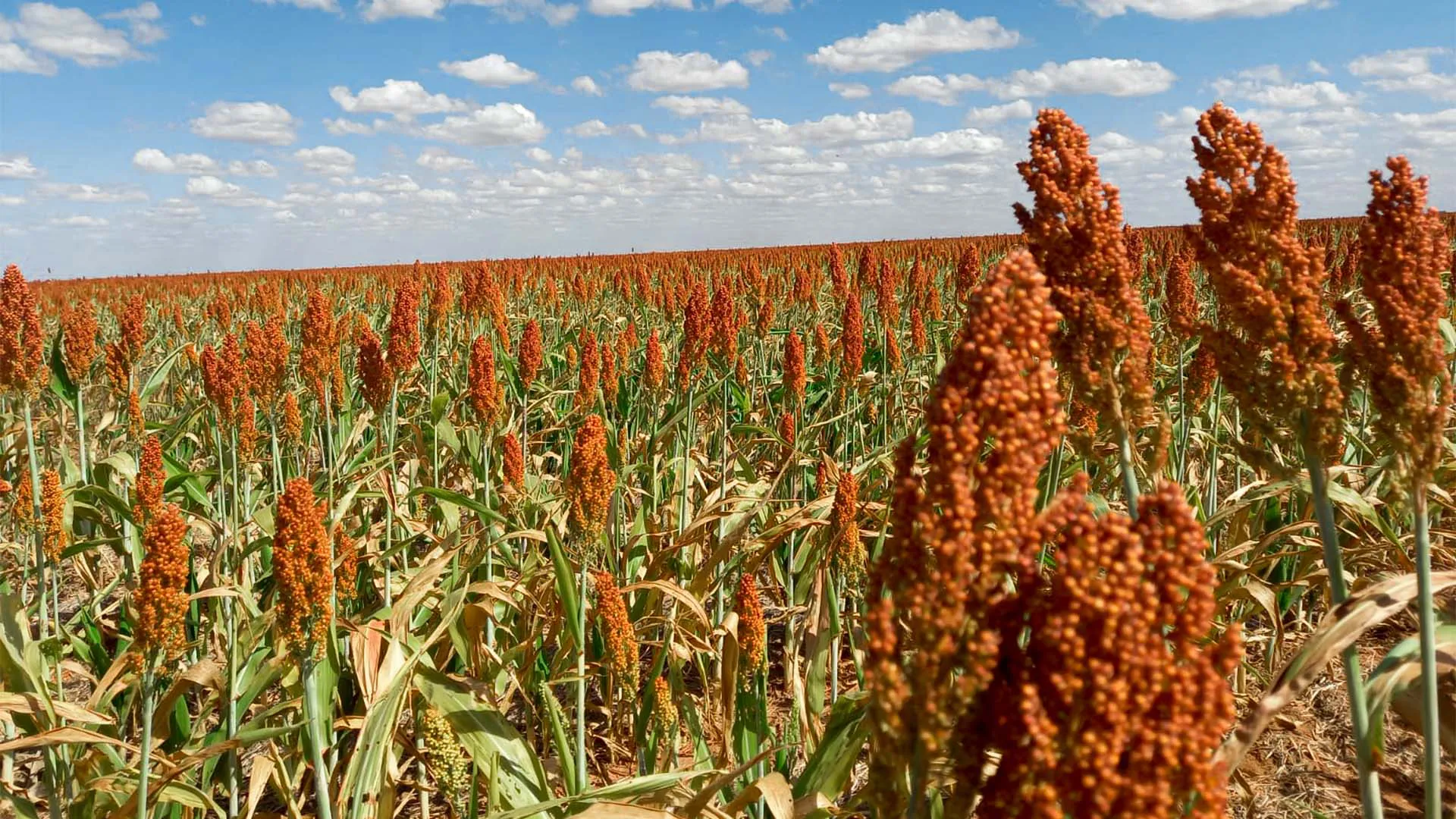 La siembra de sorgo granífero supera el 55% y se acelera en las ...