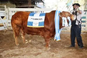 LIMOUSIN-Jesus-Maria-24-GC-Macho-Lote-161-300x200