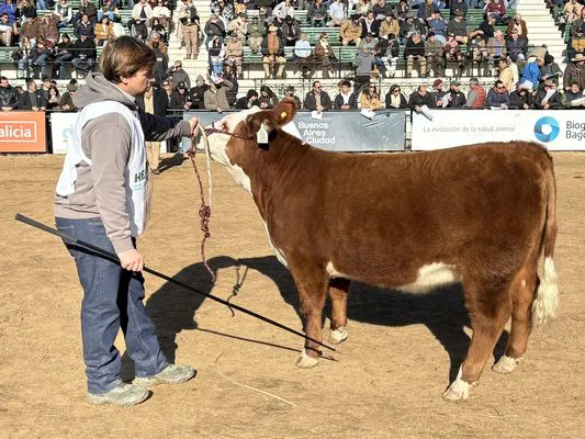 HEREFORD - LA CAMILA