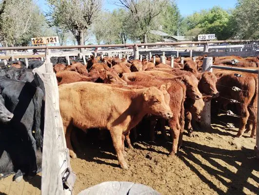 tn_DESTETES DEL NATURAL7