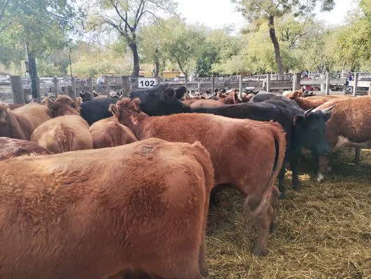 tn_IMG_20250514_134051427