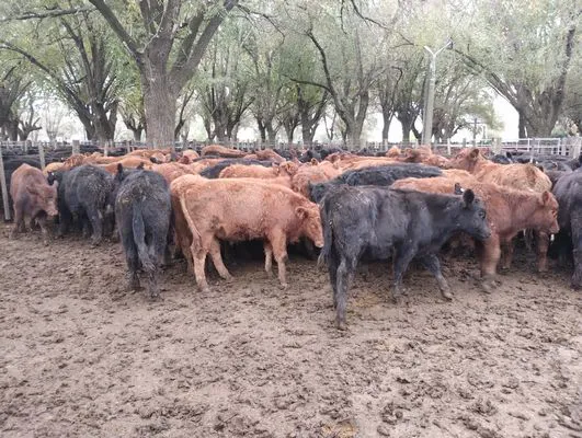 tn_IMG_20250602_160832893