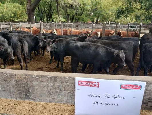 tn_IMG_20250404_154735922_HDR