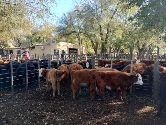 tn_IMG_20250611_132946978_HDR