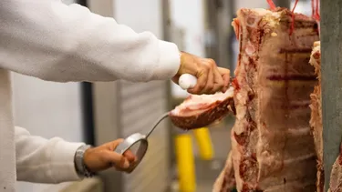 carne