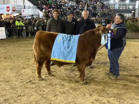 TERNEROS COLORADOS 1