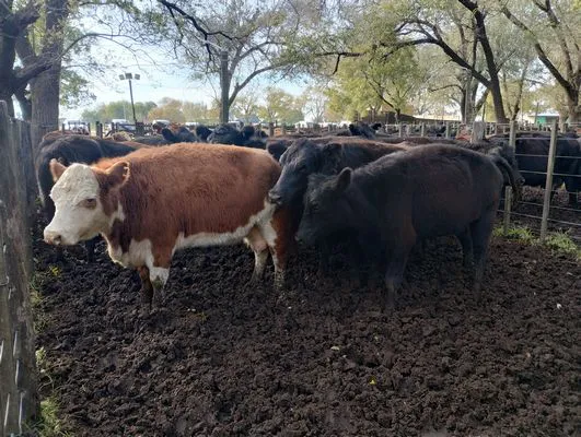 tn_IMG_20250611_114222724_HDR