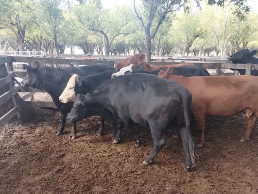 tn_IMG_20250220_153620615