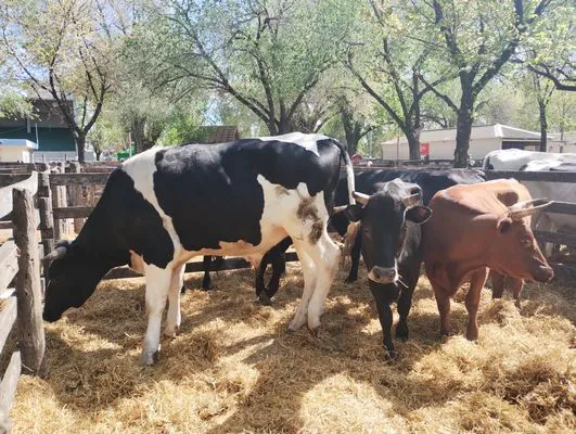 tn_IMG_20241008_145943476