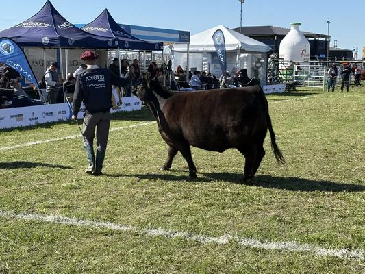 tn_SEMANA ANGUS7