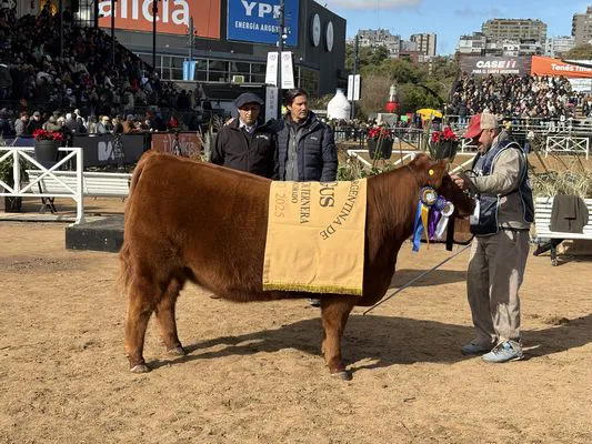 TERNERAS COLORADAS 3