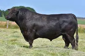 angus