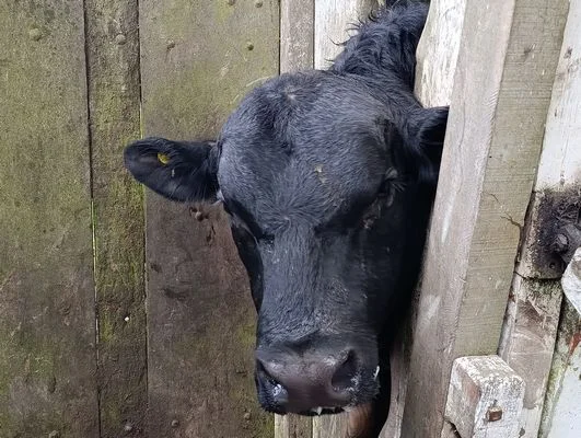 A8