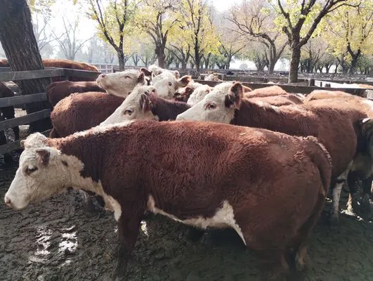 tn_IMG_20240529_121410721