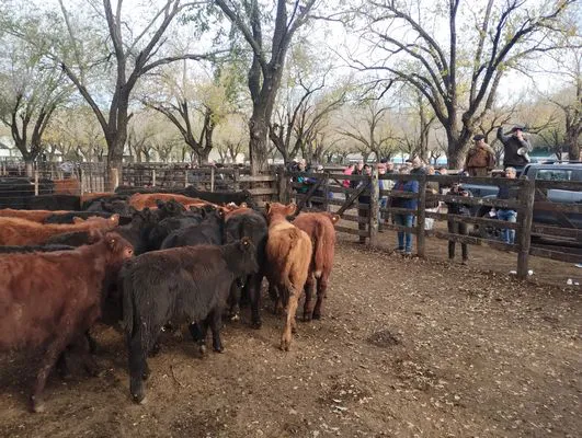 tn_IMG_20250602_161747997