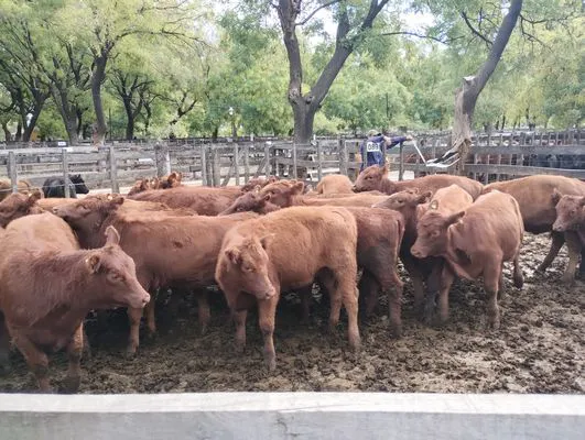 tn_IMG_20250404_155000126