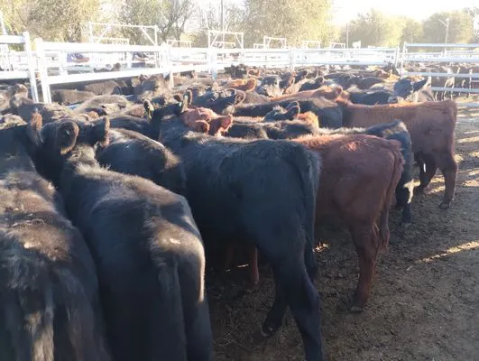 tn_IMG_20250424_171857460