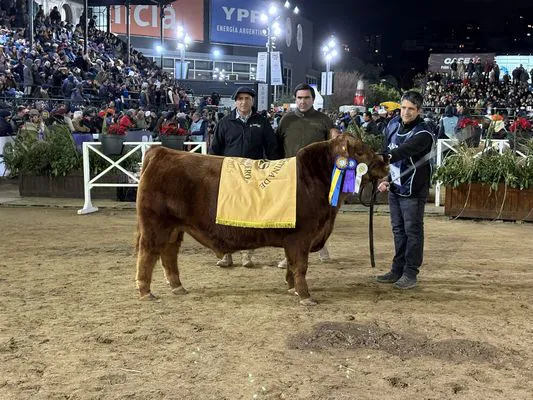 TERNEROS COLORADOS 3