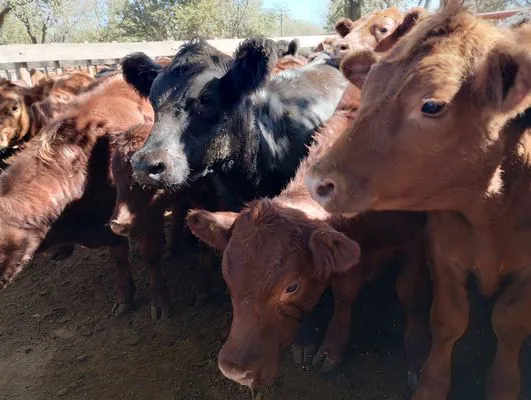 tn_DESTETES DEL NATURAL6