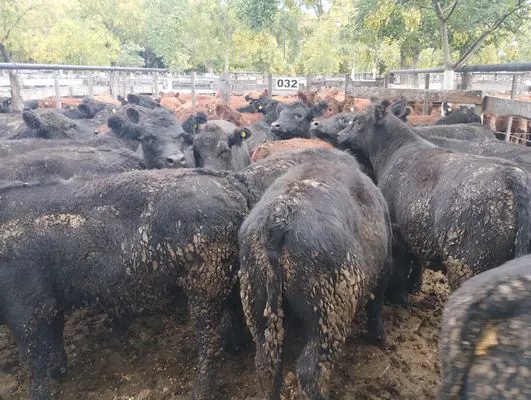 tn_IMG_20250404_145919795