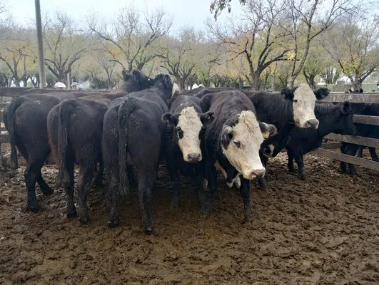 tn_IMG_20250602_153135082_HDR