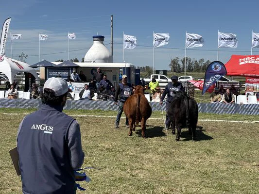 tn_SEMANA ANGUS11