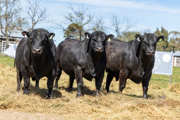 tn_LOTE 9 - 2D6A5975