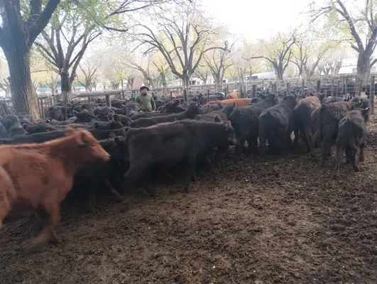 tn_IMG_20250602_162113544