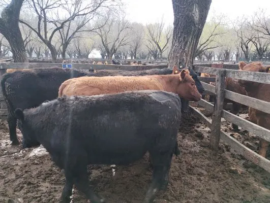 tn_IMG_20240828_110622936