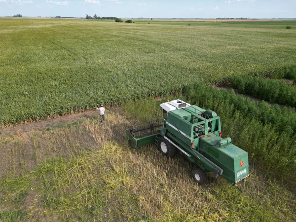 web2_cosecha_canamo_campo