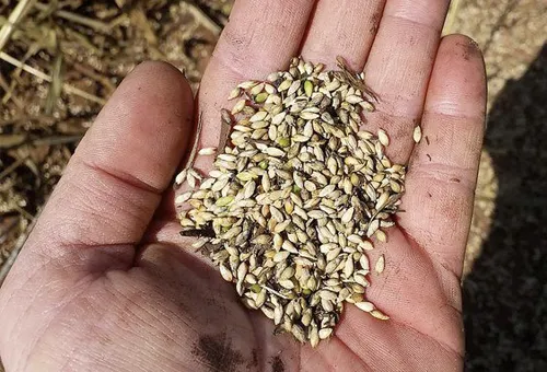 semilla forrajera