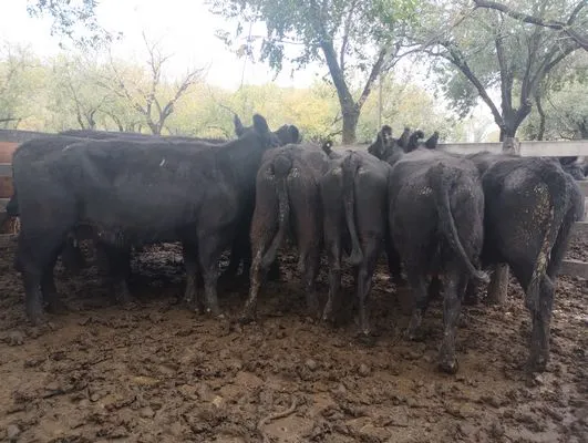 tn_IMG_20250425_142235121