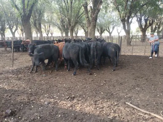 tn_IMG_20250425_164340887