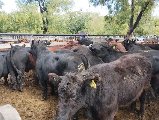 tn_IMG_20250404_145324927