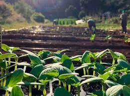 agroecologia