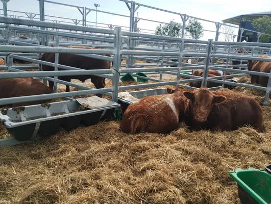 tn_IMG_20250604_121648309