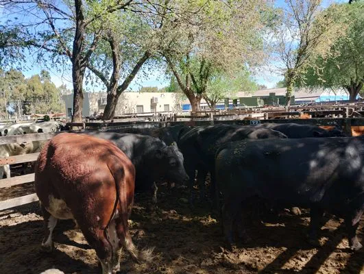 tn_IMG_20241008_152000845_HDR