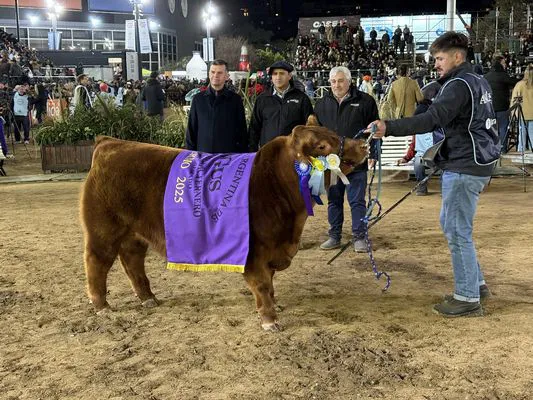 TERNEROS COLORADOS 2