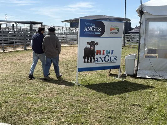 tn_SEMANA ANGUS6